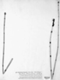 Equisetum hyemale image
